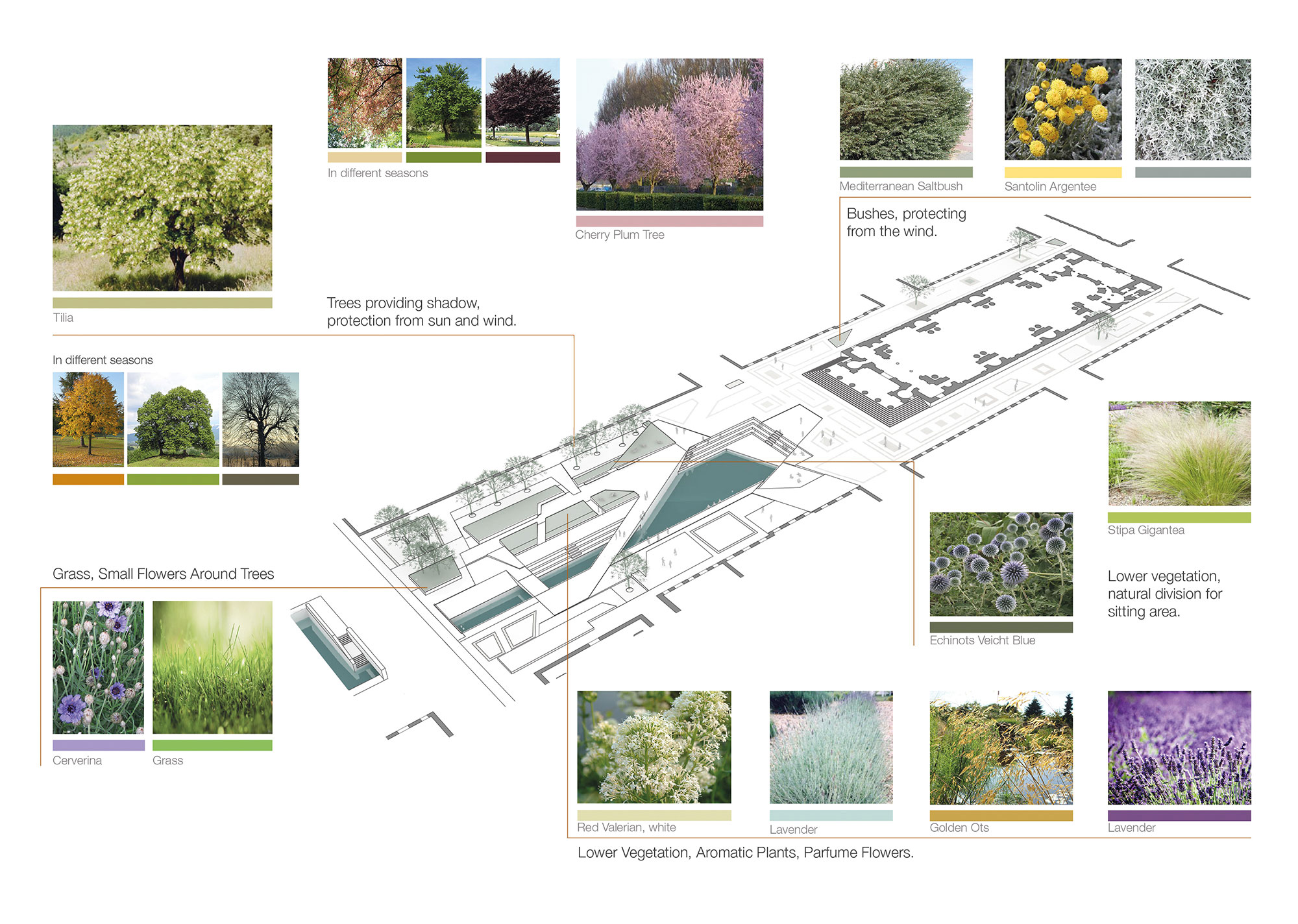 MCA_Sant Antonio Musicale_Vegetation diagram